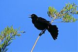 Common Grackleborder=